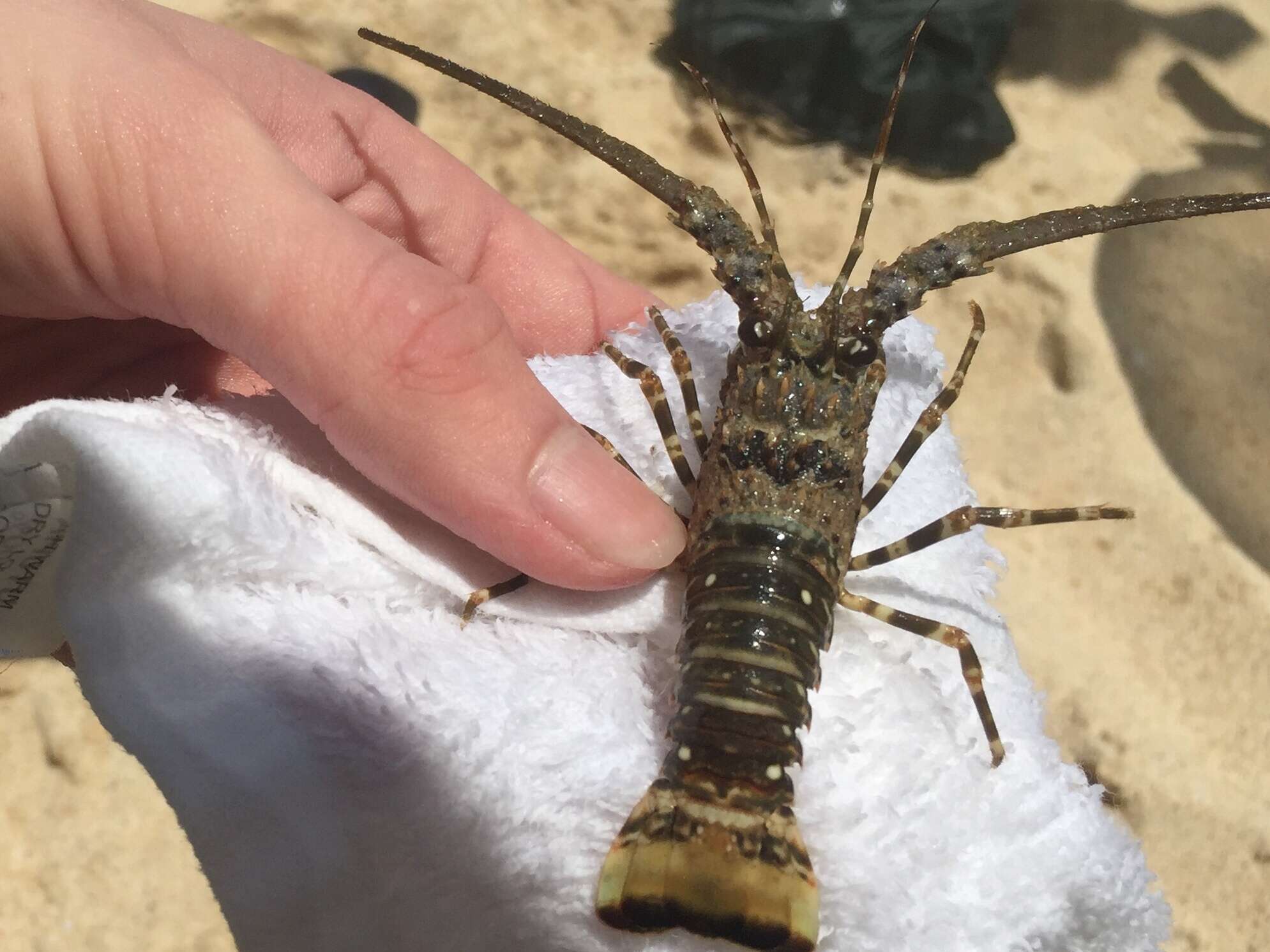 Image of Caribbean Spiny Lobster