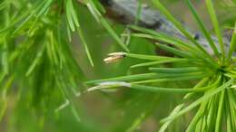 Image of larch case-bearer