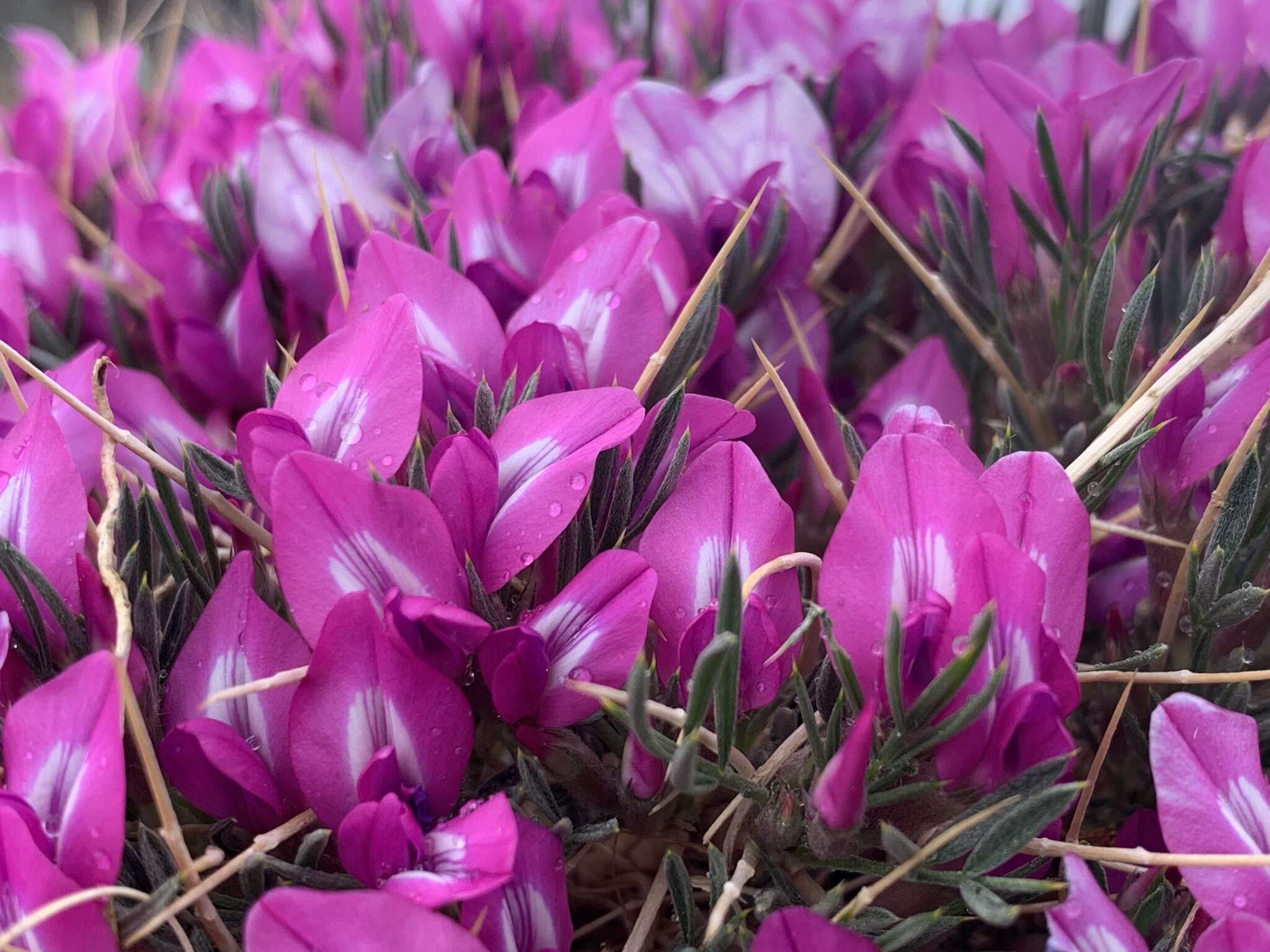 Image of Oxytropis aciphylla Ledeb.