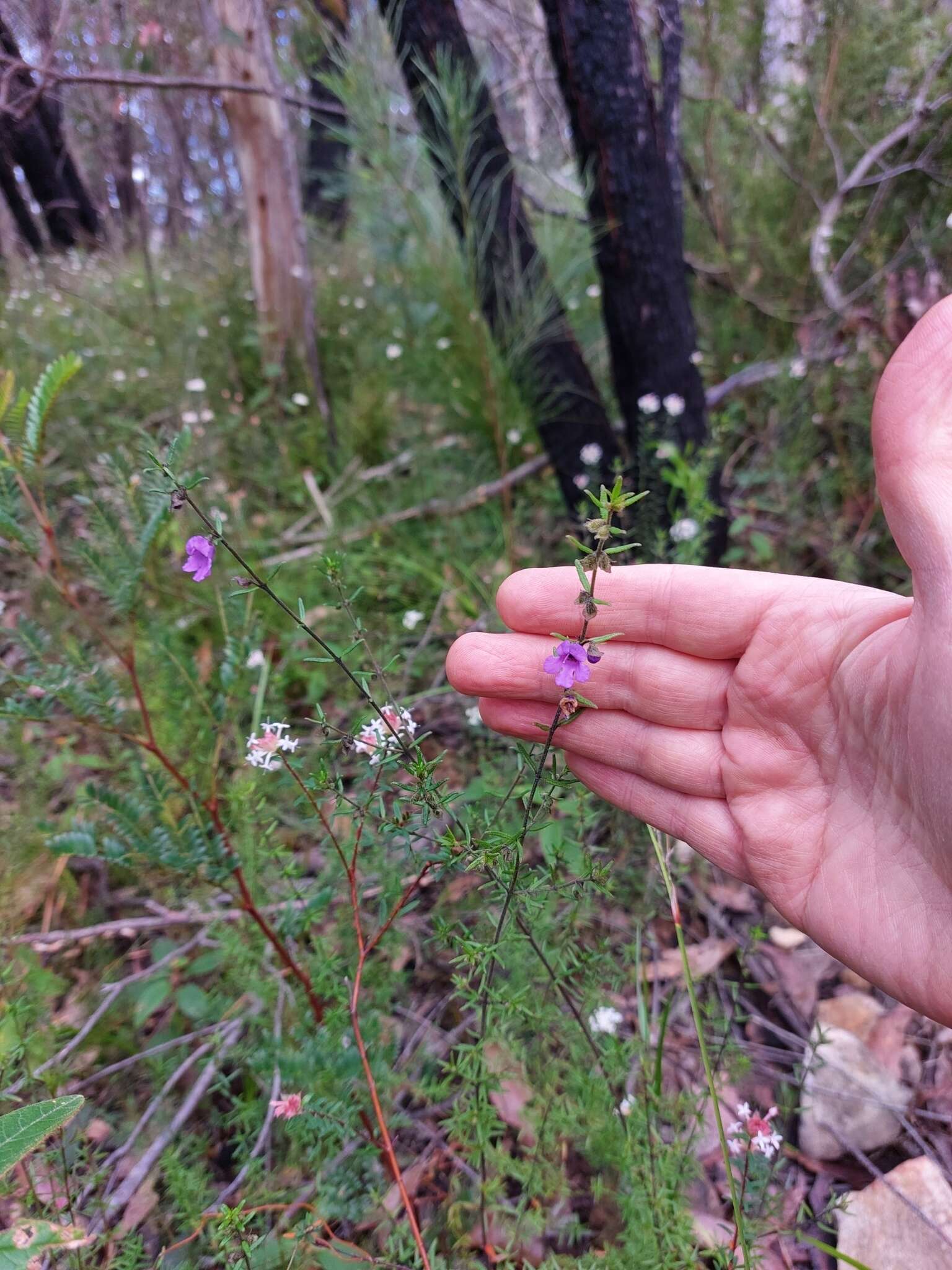 Image of Prostanthera howelliae Blakely