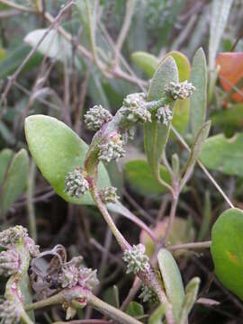 Image of Atriplex verrucifera Bieb.