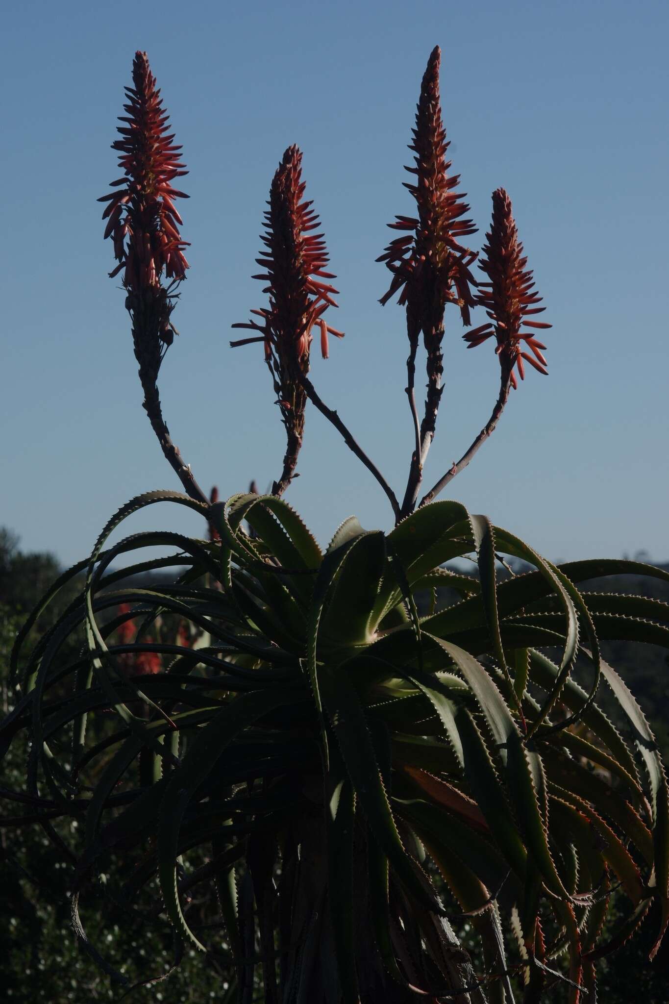 Image of Aloe pluridens Haw.