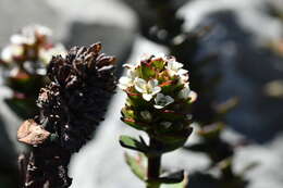 Image of Veronica haastii Hook. fil.