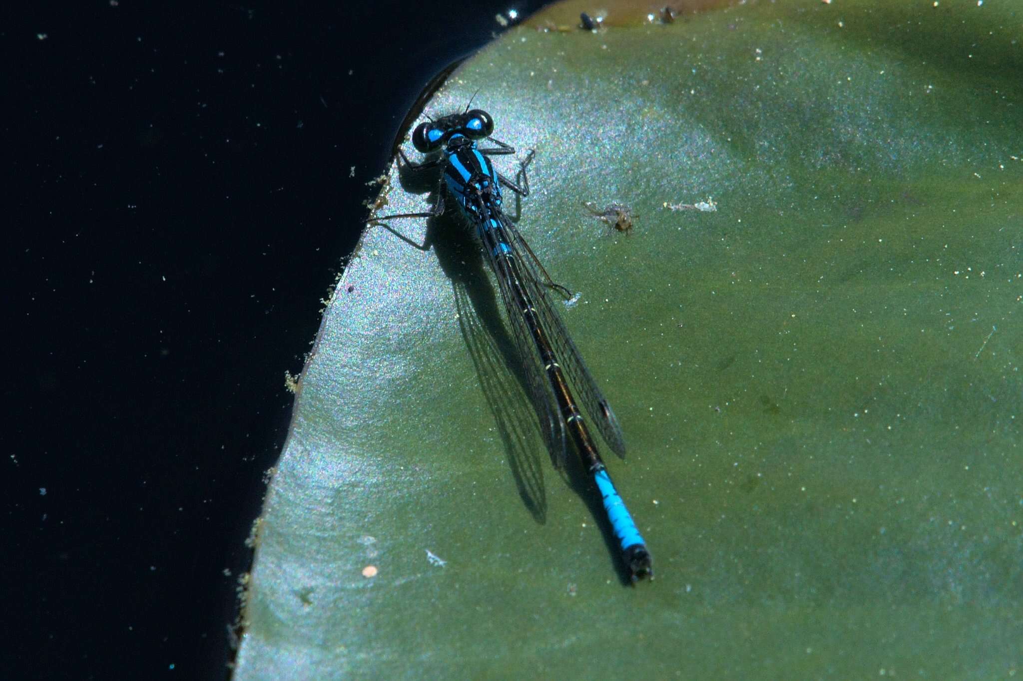 Image of Ischnura erratica Calvert 1895