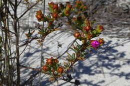 صورة Lampranthus densifolius (L. Bol.) L. Bol.