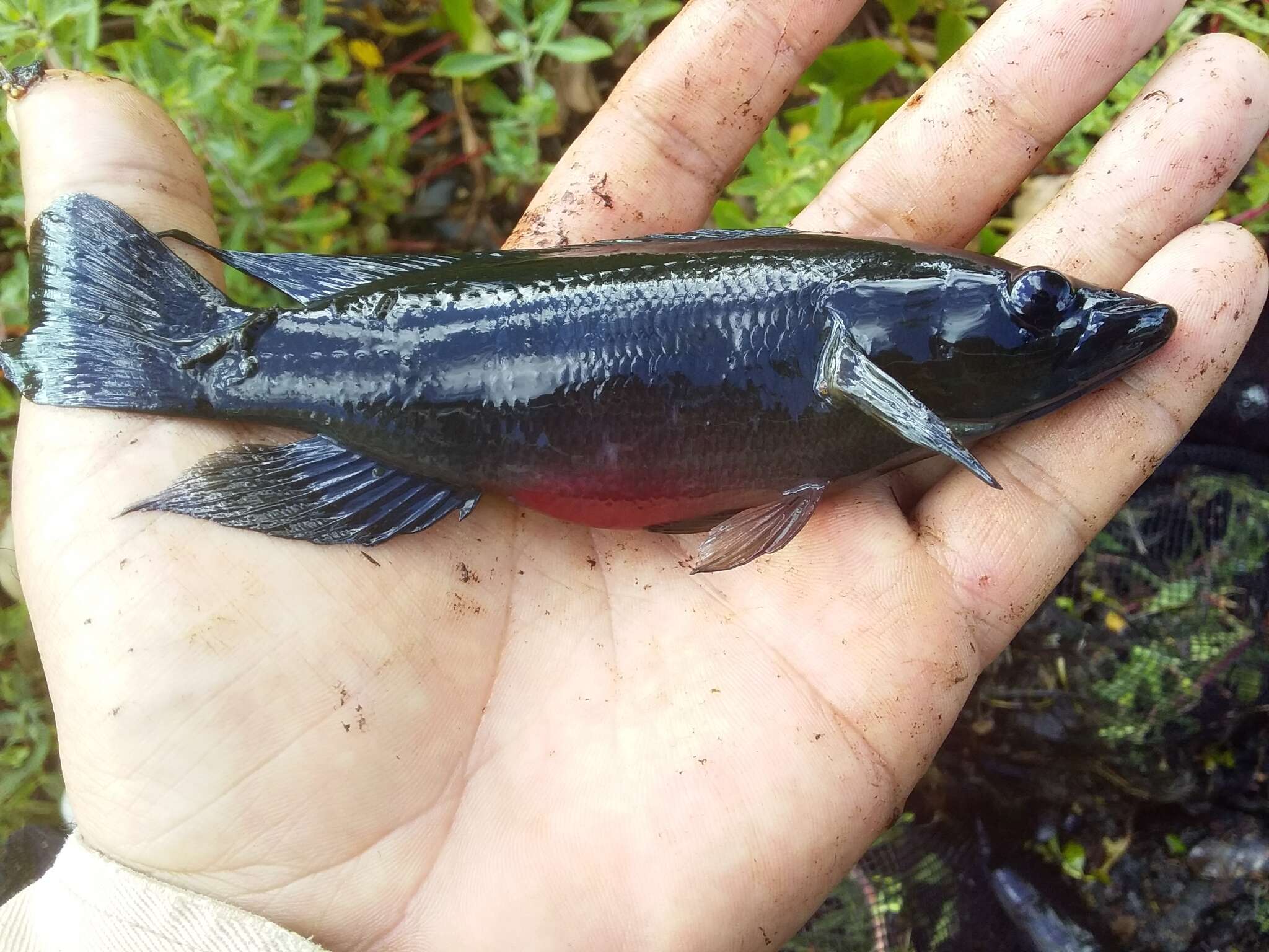 Image of Pike cichlid