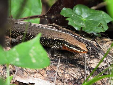 Image of Allapalli Grass Skink