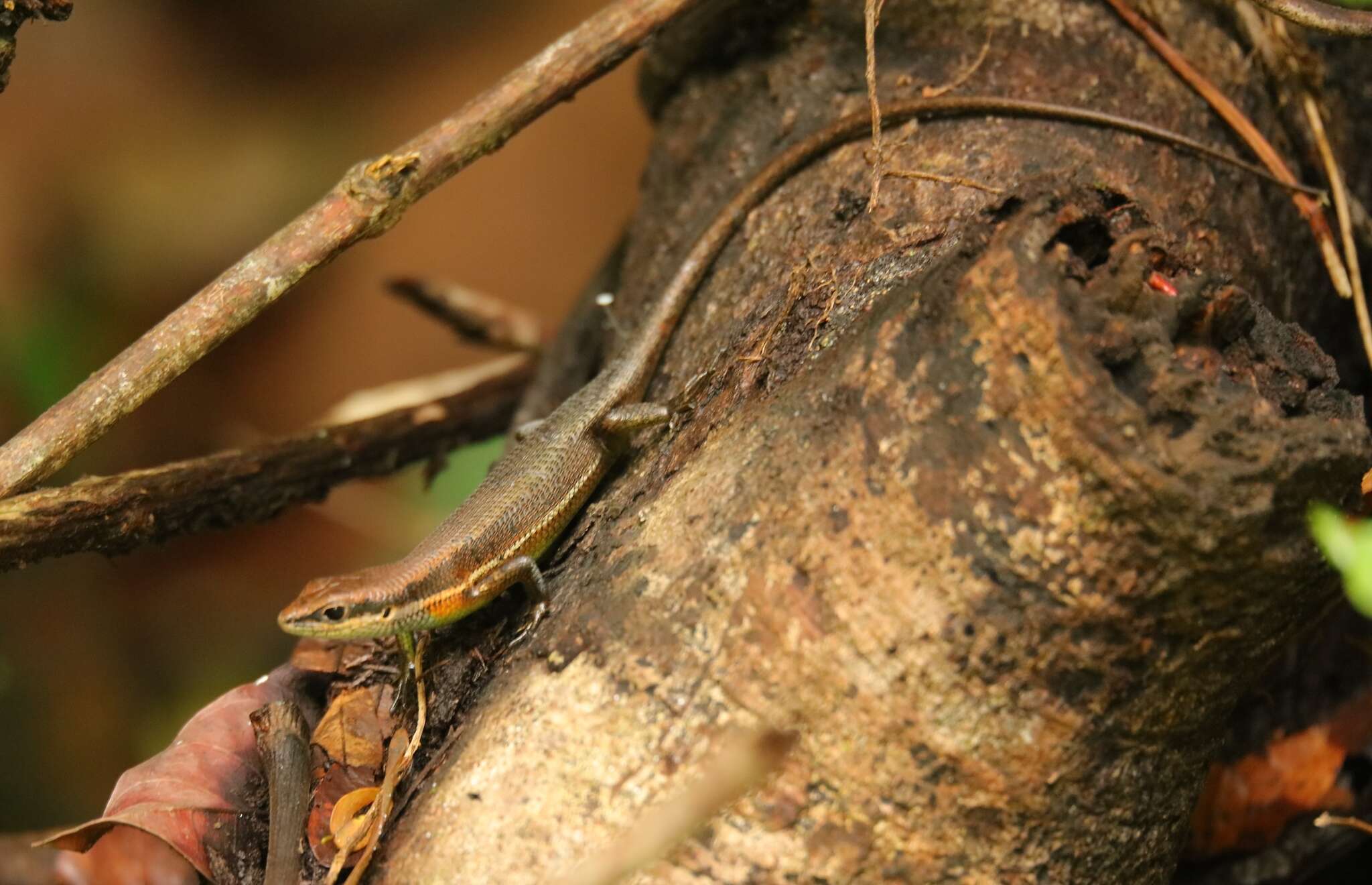 Image de Trachylepis albilabris (Hallowell 1857)