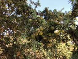 Image of Large-fruited Juniper