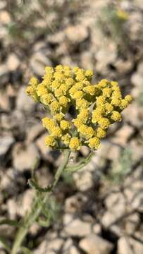 Image of Achillea micrantha Willd.