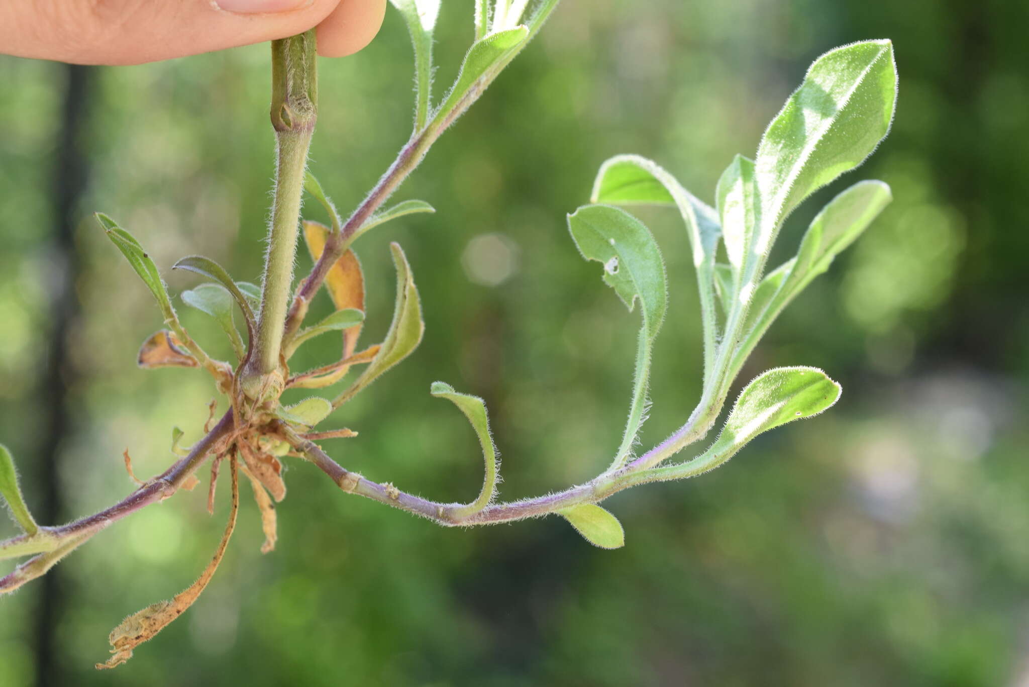 Silene nutans subsp. insubrica (Gaudin) Soldano resmi