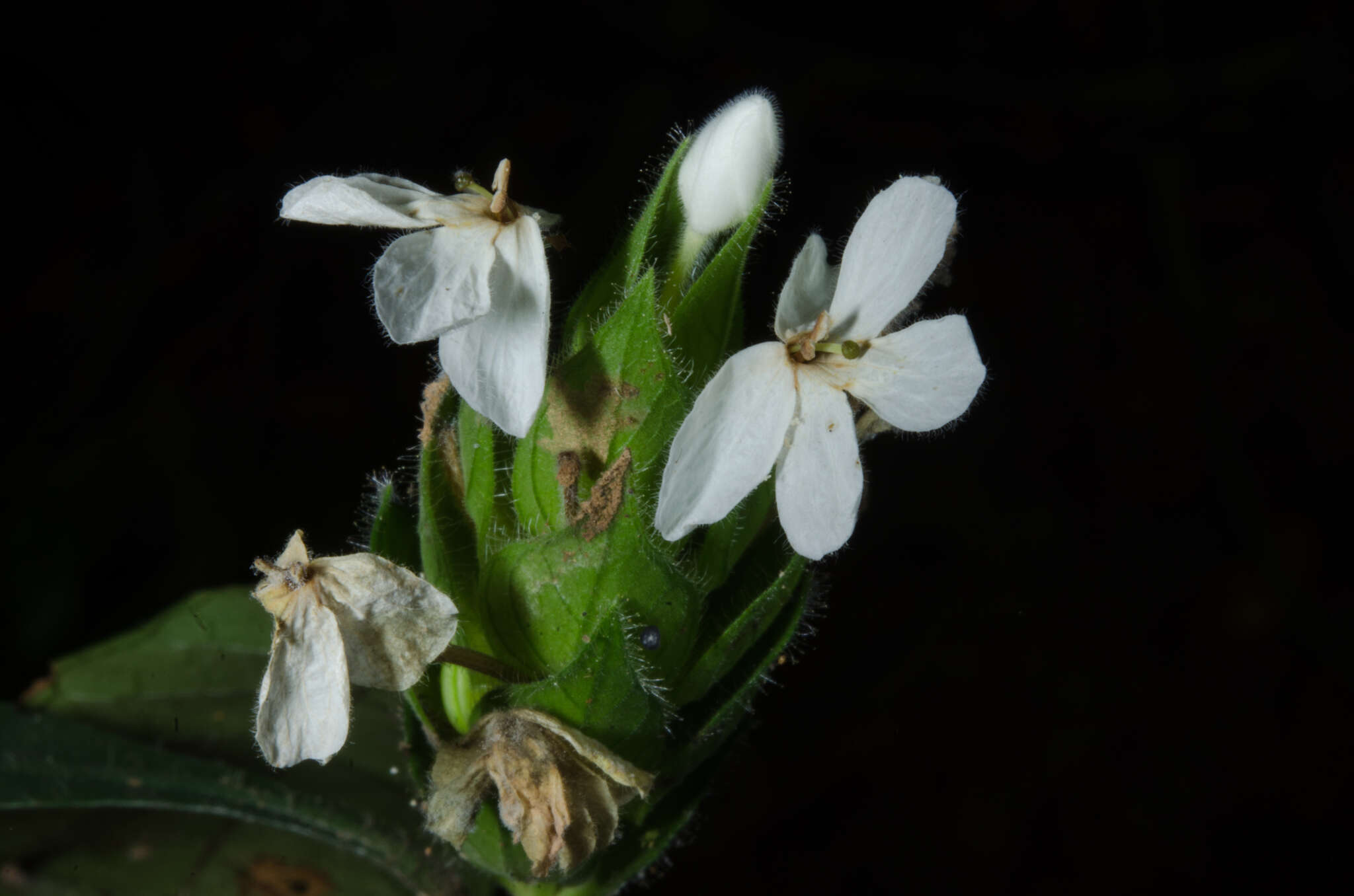 Слика од Lankesteria brevior C. B. Cl.