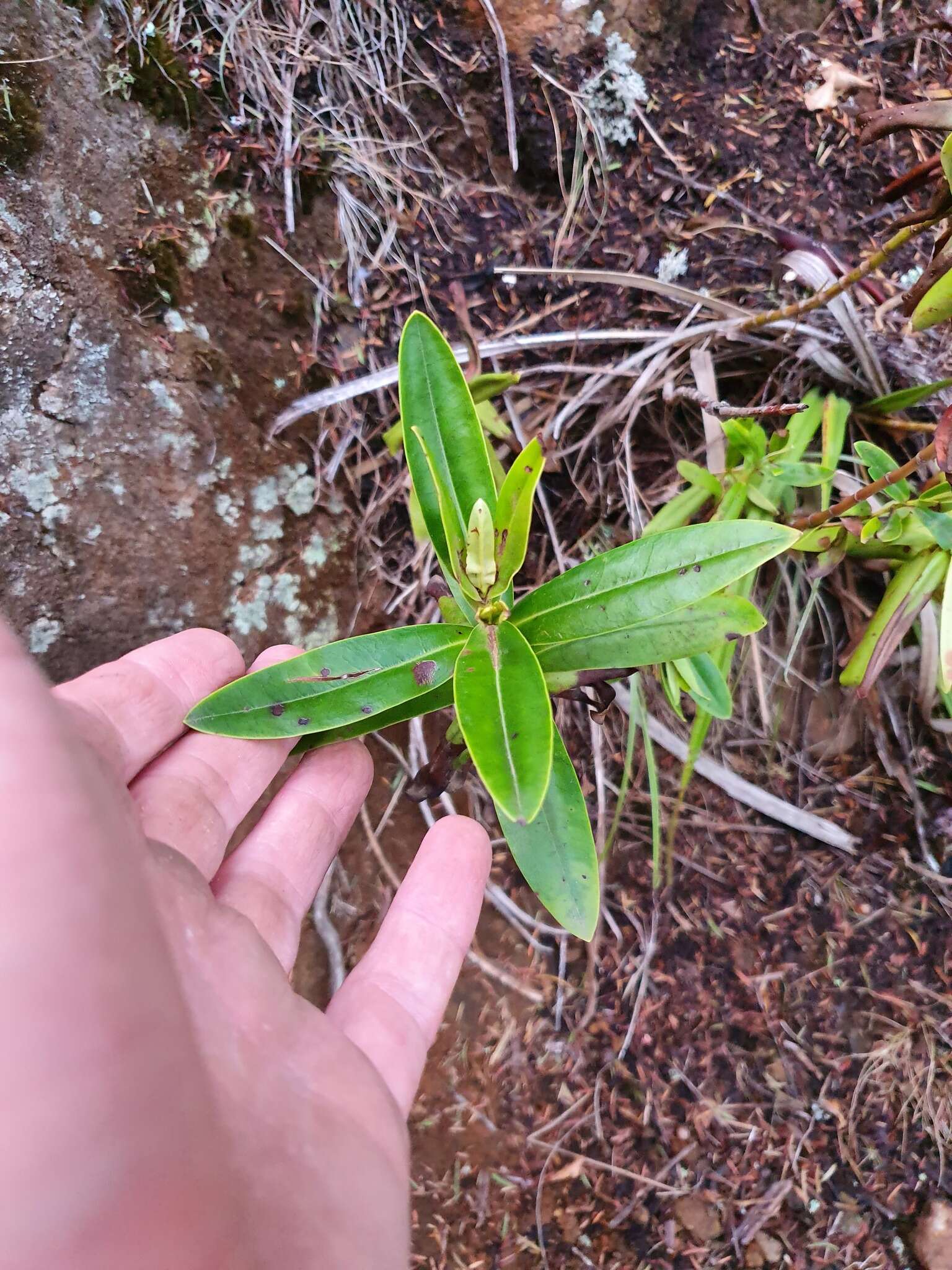 Sivun Veronica saxicola (de Lange) Heenan kuva