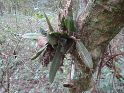 Image de Trichocentrum pumilum (Lindl.) M. W. Chase & N. H. Williams