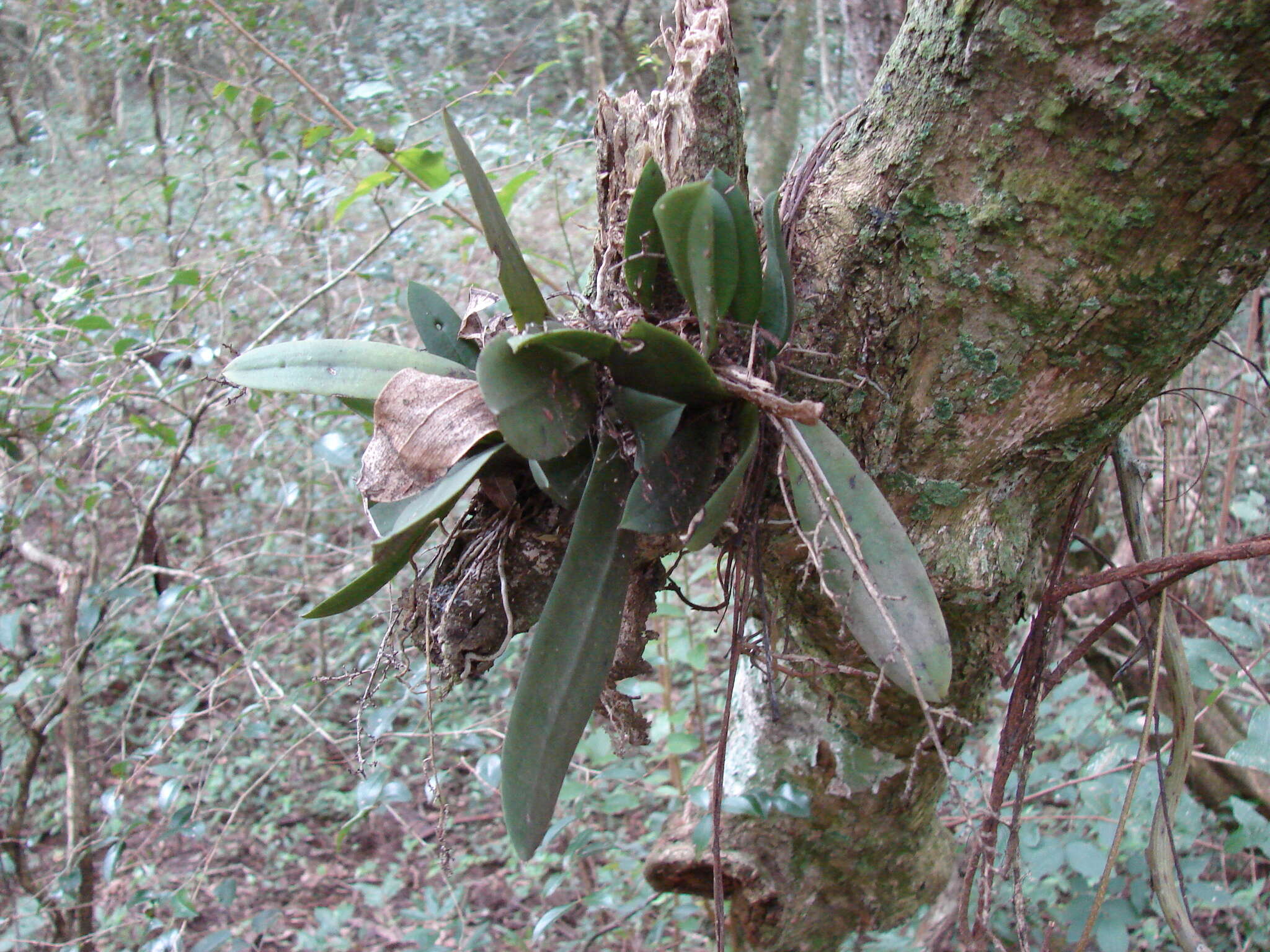 Image de Trichocentrum pumilum (Lindl.) M. W. Chase & N. H. Williams