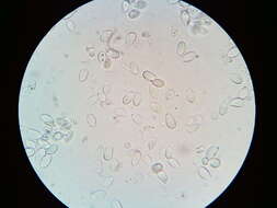 Cylindrobasidium laeve (Pers.) Chamuris 1984 resmi