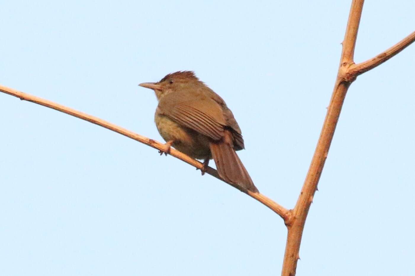 Image of Grey-eyed Bulbul