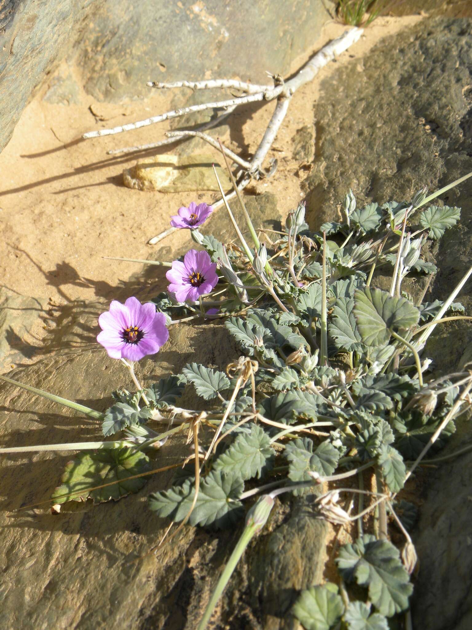 Image of Erodium guttatum (Desf.) Willd.