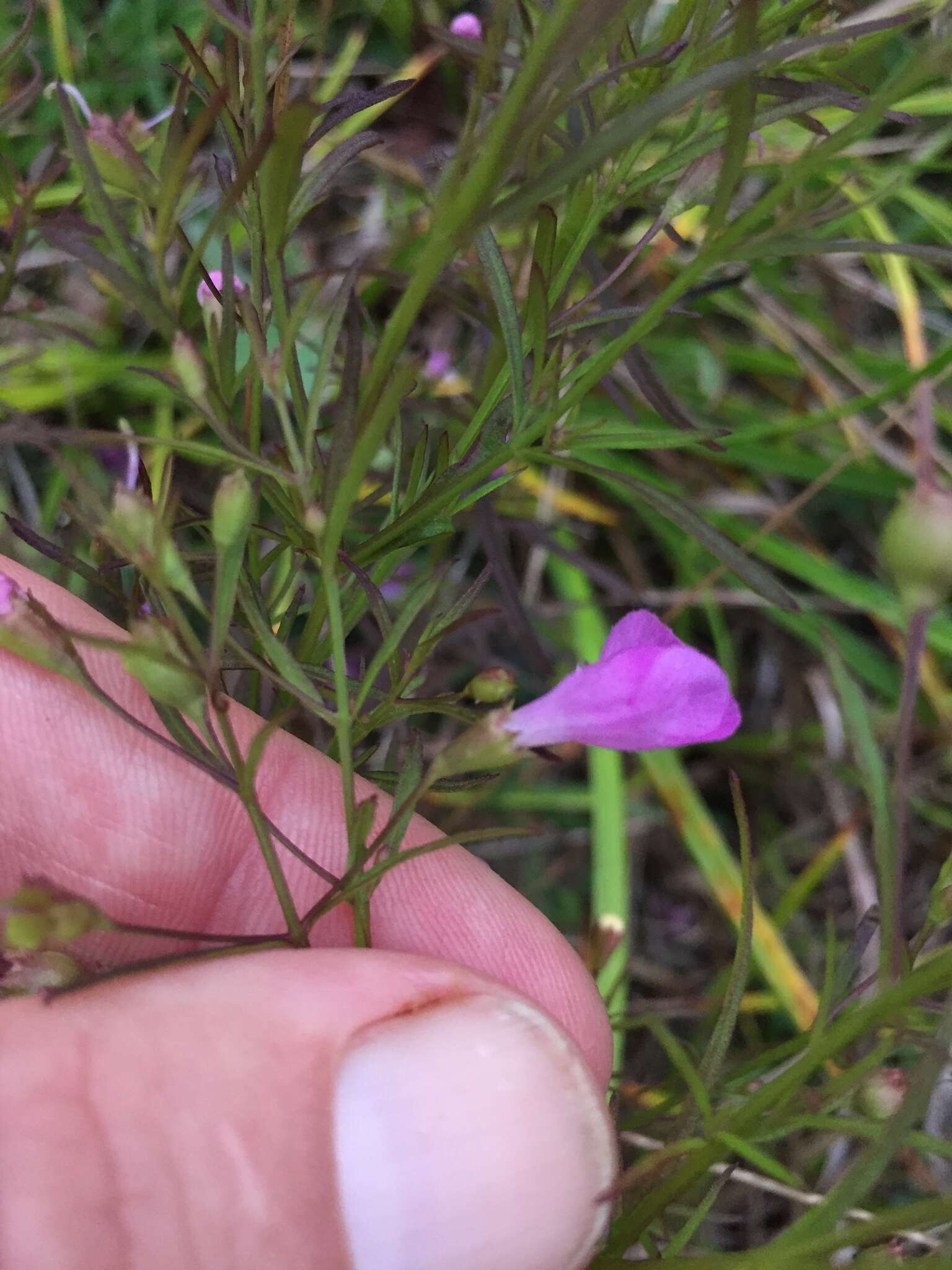 Image of slenderleaf false foxglove