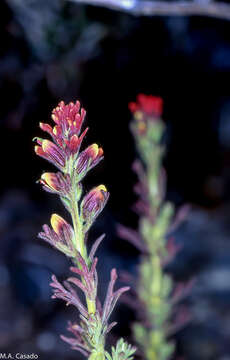 Image of Castilleja meridensis Pennell