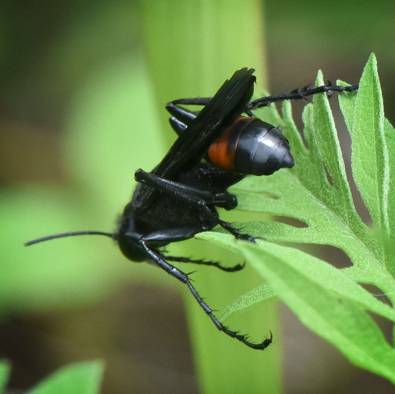 Image of Palmodes dimidiatus (De Geer 1773)