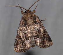 Image of Spodoptera umbraculata Walker 1858