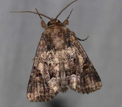 Image de Spodoptera umbraculata Walker 1858