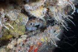 Image of Red spot coral crab