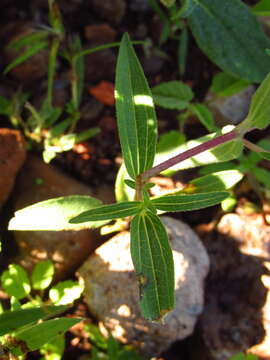 Image of Zinnia bicolor (DC.) Hemsl.