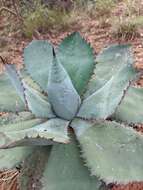 Plancia ëd Agave guadalajarana Trel.