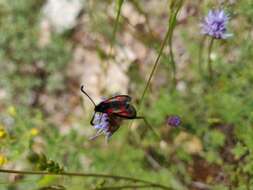 Image de Zygaena corsica Boisduval 1828