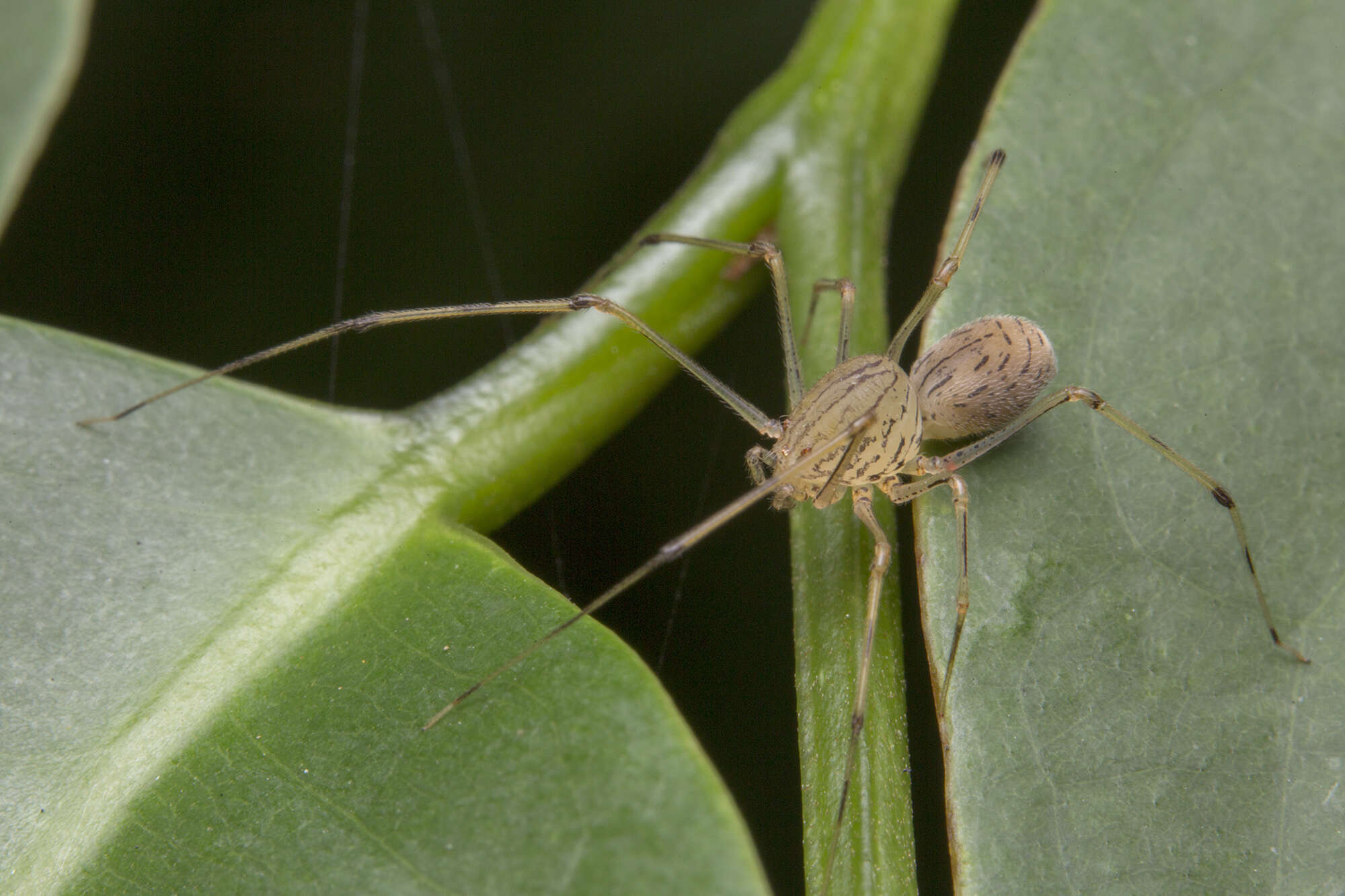 Image of Scytodes pallida Doleschall 1859