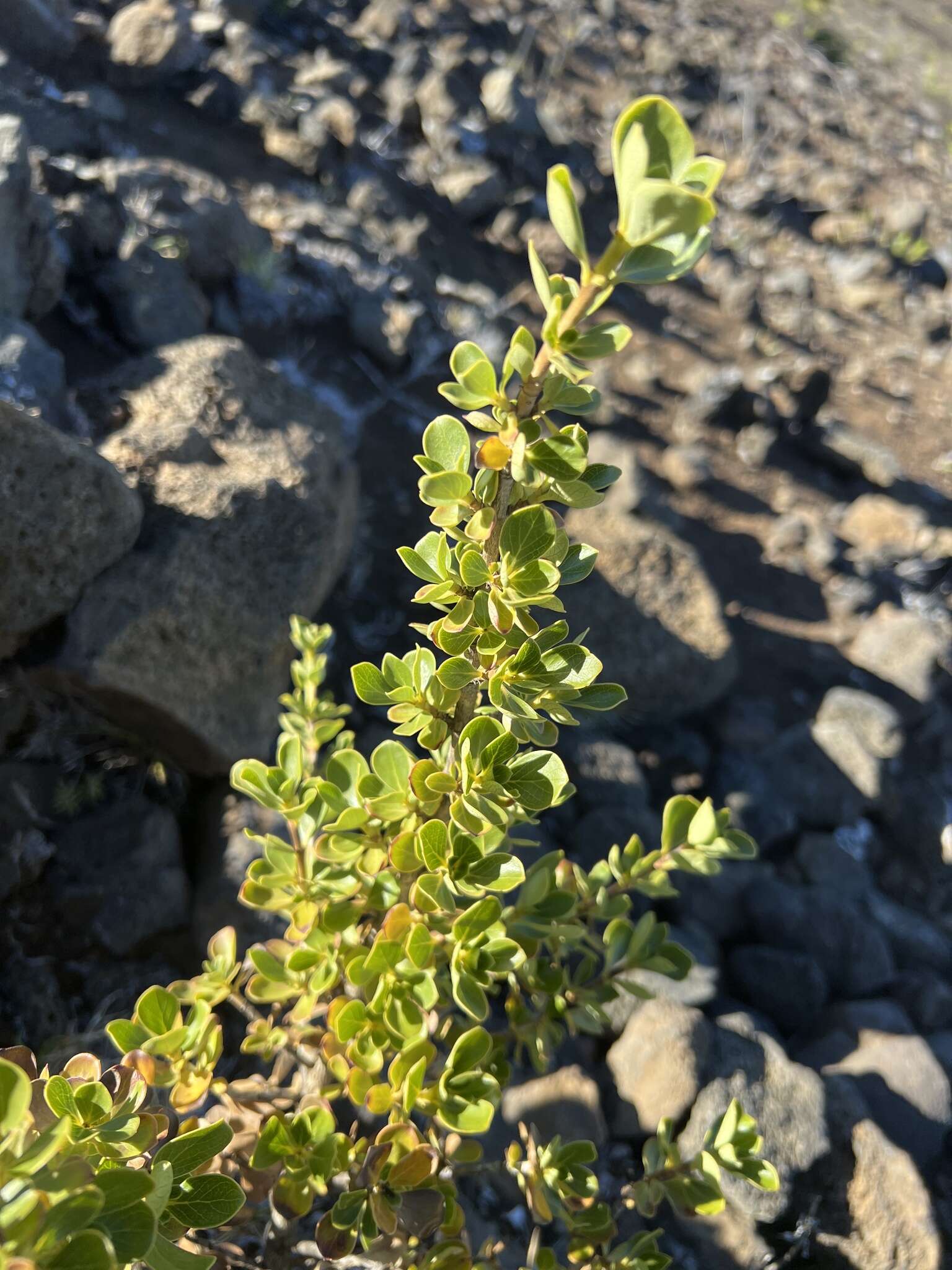 Image of alpine mirrorplant