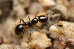 Image of Monomorium fieldi Forel 1910