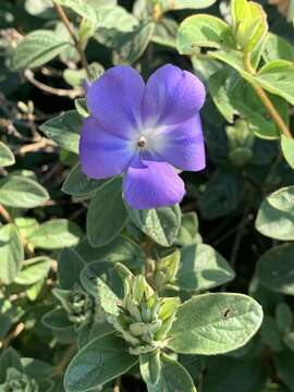 Image de Barleria taitensis S. Moore