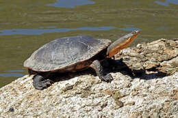 Image of Common Snake-necked Turtle