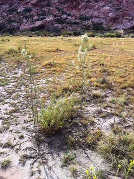 Слика од Thelypodium integrifolium subsp. complanatum Al-Shehbaz