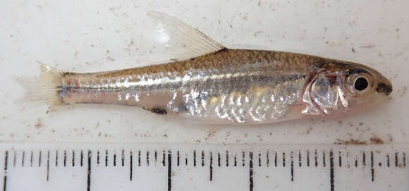 Image of Blackback barb