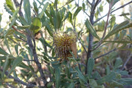 Sivun Banksia ornata F. Müll. ex Meissn. kuva