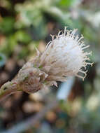 صورة Antennaria suffrutescens Greene