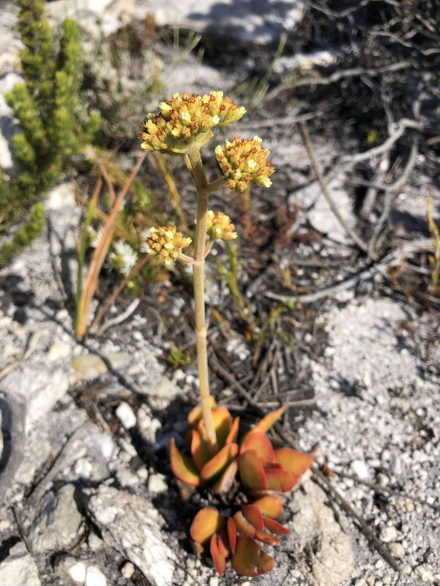 Image of Redleaf crassula