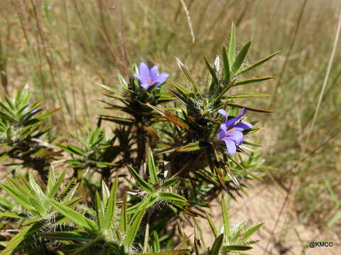 Слика од Xerophyta setosa Phillipson & Lowry