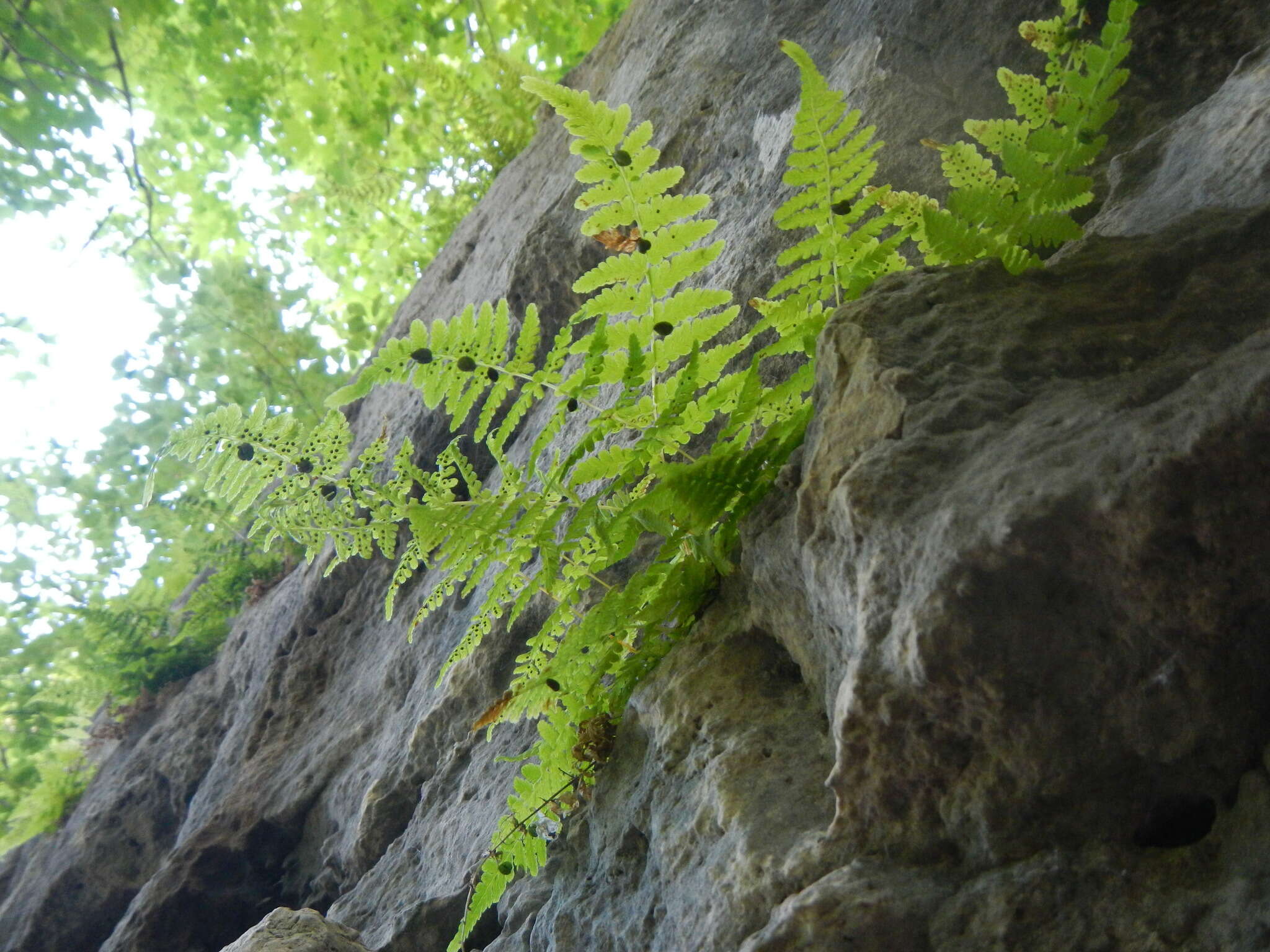 Sivun Cystopteris bulbifera (L.) Bernh. kuva