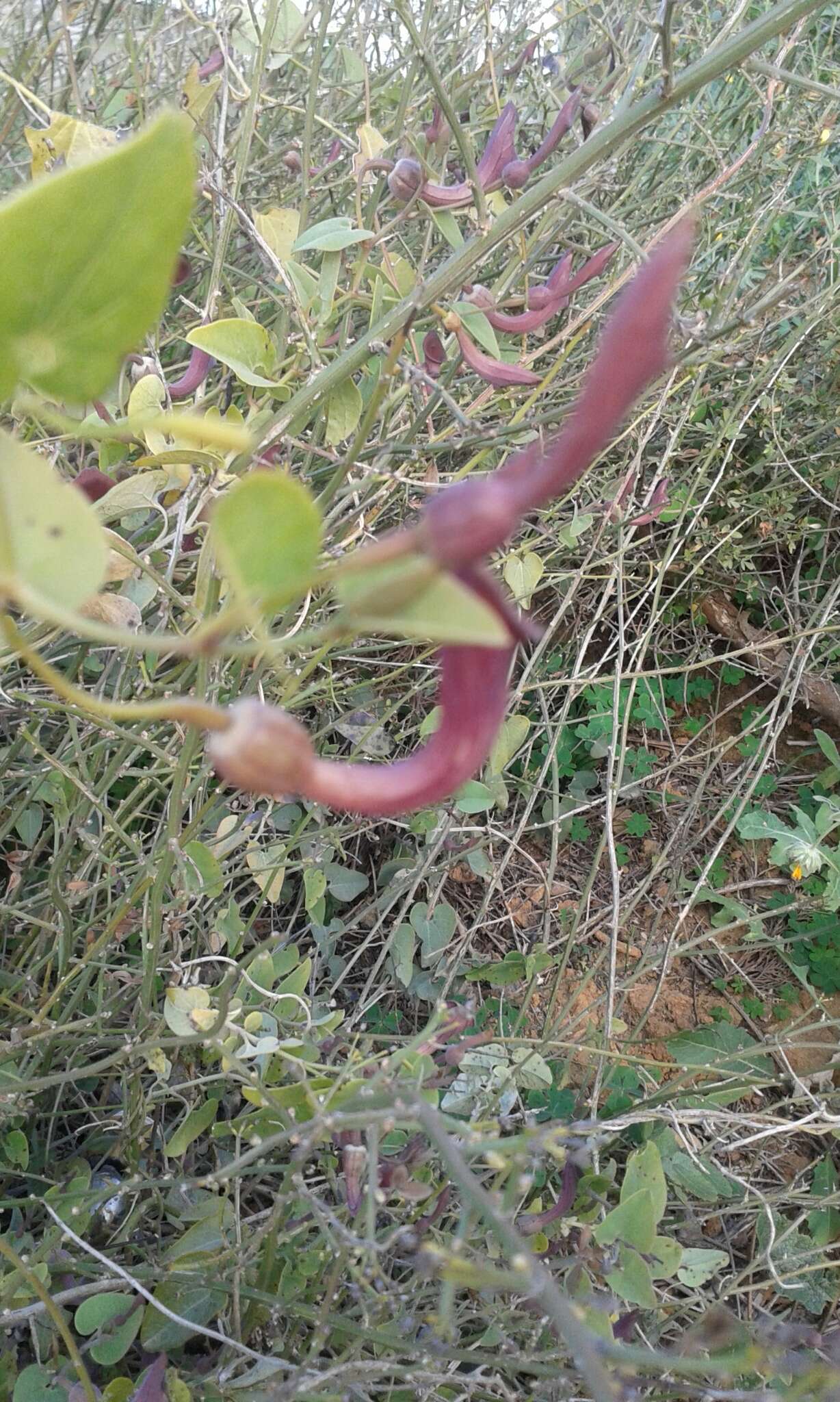 Image de Aristolochia baetica L.