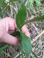 Image de Valeriana simplicifolia (Rchb.) Kabath