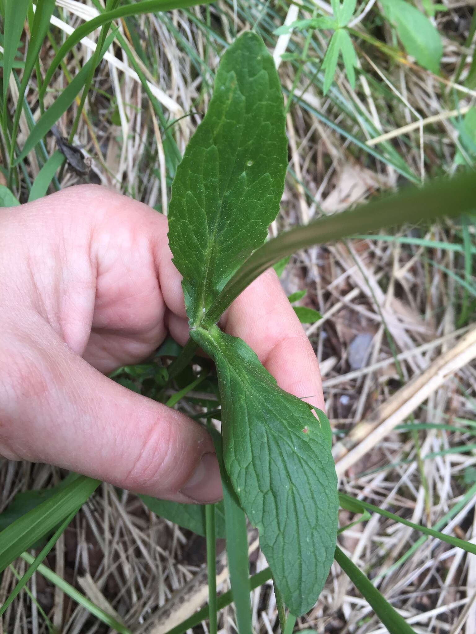 Image of Valeriana simplicifolia (Rchb.) Kabath