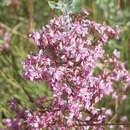 Image of Limonium caesium (Girard) O. Kuntze