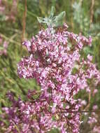 Image of Limonium caesium (Girard) O. Kuntze