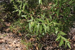 Image of Goodding's willow