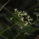 Image of Critonia lozanoana (B. L. Rob.) R. King & H. Rob.